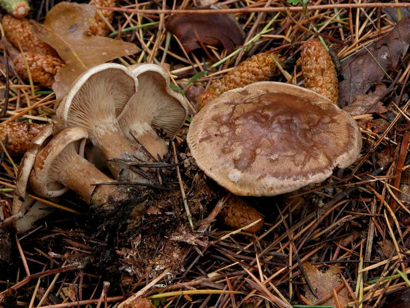 I Miei Funghi 4�